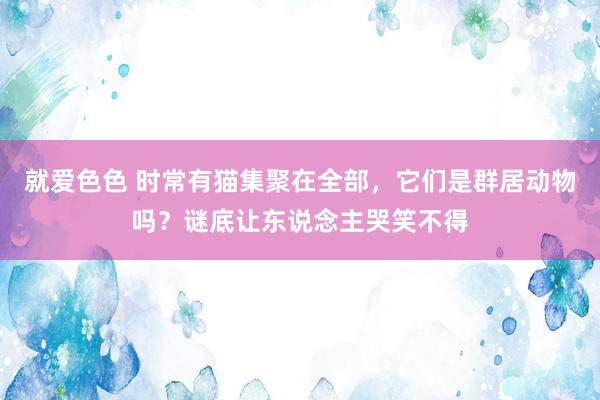 就爱色色 时常有猫集聚在全部，它们是群居动物吗？谜底让东说念主哭笑不得