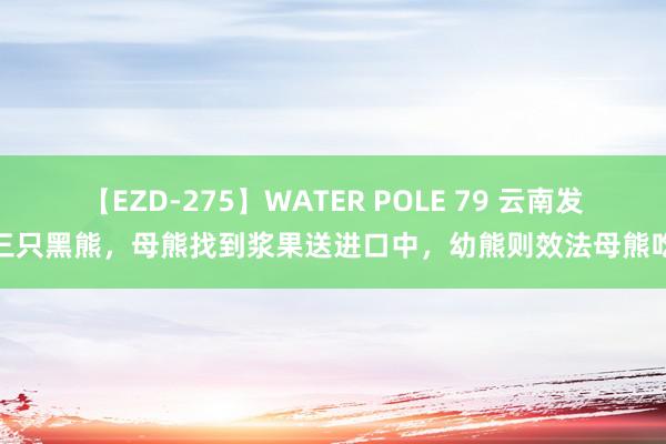 【EZD-275】WATER POLE 79 云南发现三只黑熊，母熊找到浆果送进口中，幼熊则效法母熊吃果